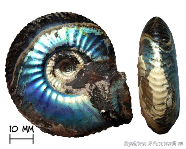 аммониты, Craspedites, Craspedites nekrassovi, Филевский парк, волжский век