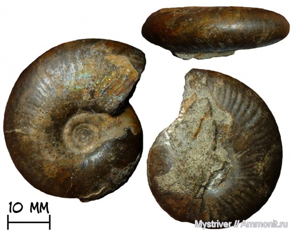 аммониты, юра, Kachpurites, волжский ярус, Kachpurites subfulgens, Кашпир, Ammonites, Volgian, Jurassic