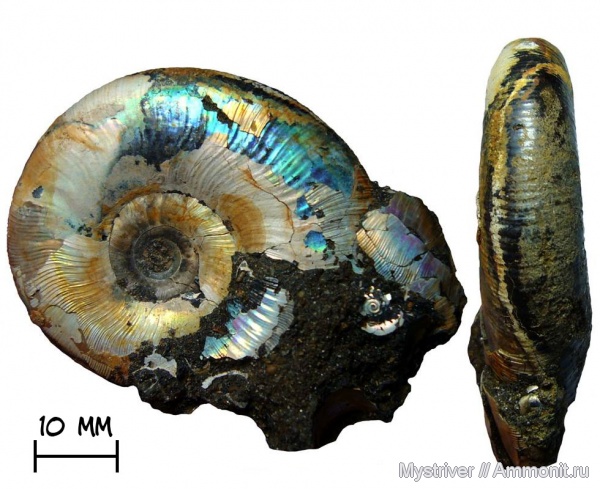 аммониты, юра, Kachpurites, волжский ярус, Ammonites, Kachpurites cheremkhensis, Volgian, Jurassic