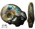 Аммонит Kachpurites cheremkhensis Mitta, 1999