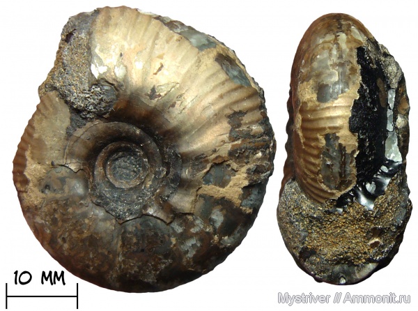 аммониты, юра, волжский ярус, Craspedites, Craspedites nodiger, Огарково