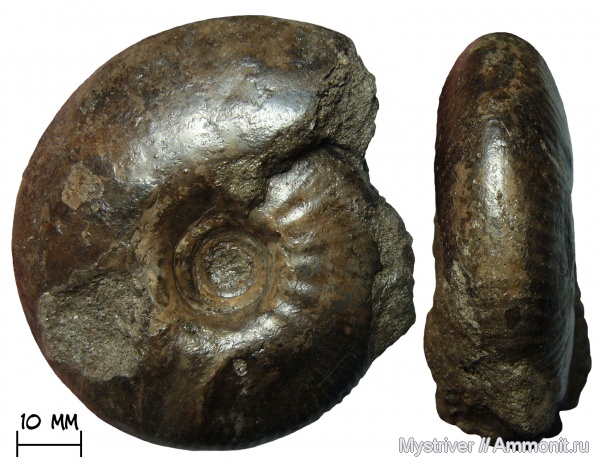аммониты, Еганово, Craspedites, Ammonites, Craspedites subditus, зона Craspedites subditus