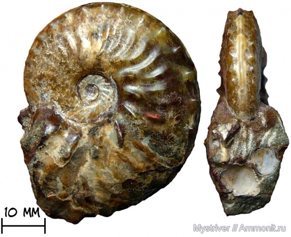 аммониты, мел, сеноман, Schloenbachia, Ammonites, Schloenbachia varians, Schloenbachiidae, Cenomanian, Cretaceous