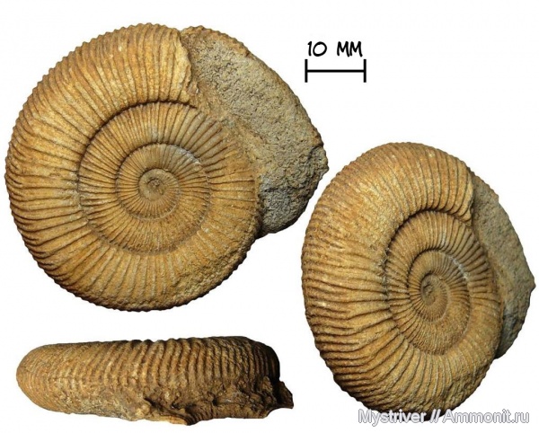 Коллекция аммонитов