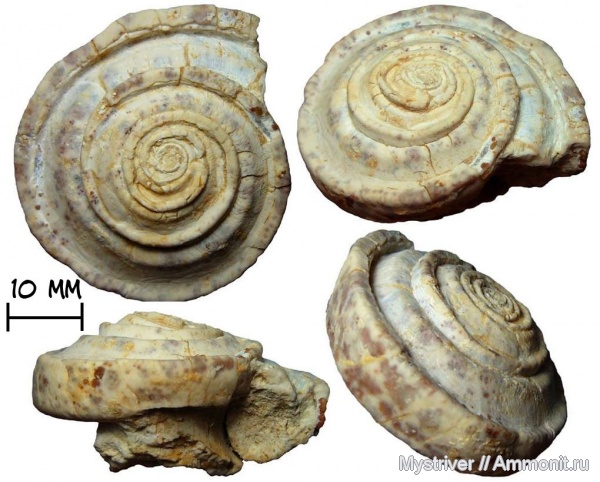 гастроподы, карбон, Гжель, гжельский ярус, Omphalotrochus, верхний карбон, Omphalotrochus canaliculatus