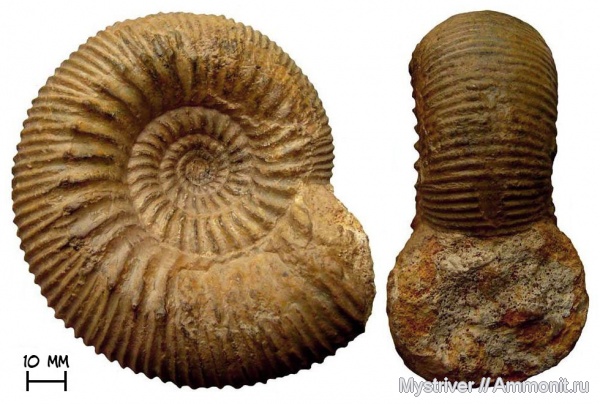 аммониты, юра, Франция, байос, Stephanoceratidae, Stephanoceras, Ammonites, Stephanoceras mutabile, Jurassic