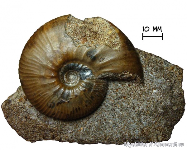 аммониты, юра, Kosmoceras, келловей, Никитино, Kosmoceras enodatum, Ammonites, Callovian, Jurassic, Middle Jurassic