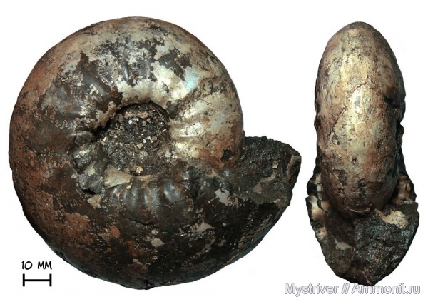 аммониты, юра, Еганово, Craspedites, Ammonites, Craspedites subditus, зона Craspedites subditus, РГОК, Jurassic