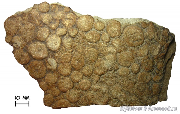 Nemiana, Nemiana simplex, Beltanelliformis, Beltanelliformis brunsae