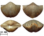 Брахиопода Brachythyrina sp.