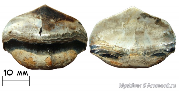 карбон, рыбы, Petalodontiformes, Petalodus