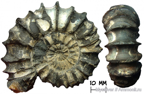 аммониты, юра, Москва, волжский ярус, Acuticostites, Acuticostites acuticostatus, волжский век