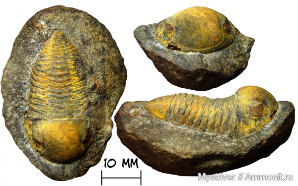 трилобиты, девон, Боливия, Phacopida, Calmoniidae, Vogesina lacunafera, Vogesina