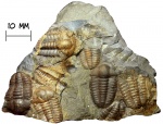 Трилобиты Ellipsocephalus hoffii (Schlotheim, 1823)