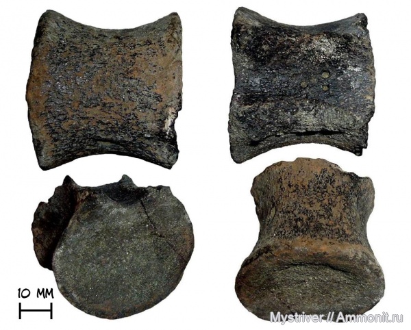 аммониты, рептилии, юра, плезиозавры, Еганово, волжский век, Ammonites, зона Virgatites virgatus, РГОК, Volgian, Jurassic