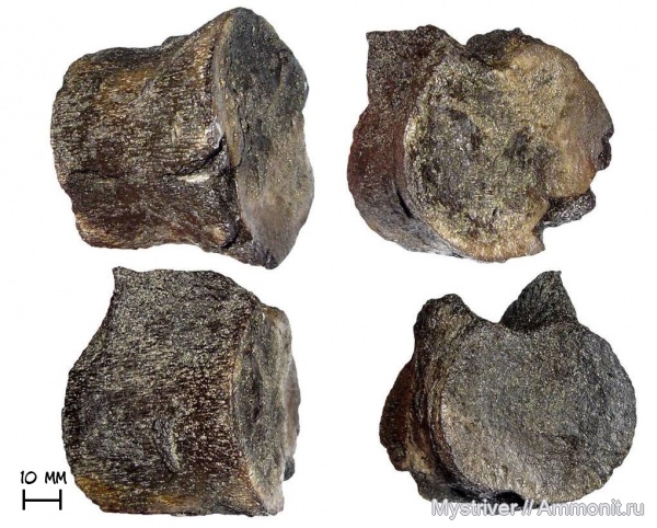 аммониты, рептилии, юра, плезиозавры, Еганово, волжский век, Ammonites, зона Virgatites virgatus, РГОК, Volgian, Jurassic