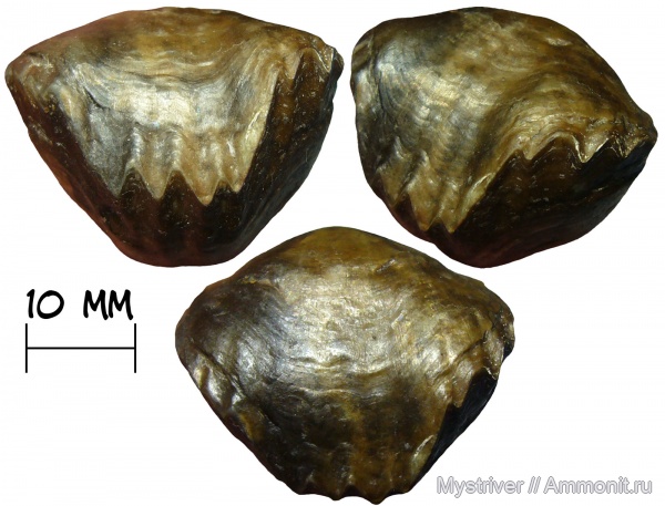 брахиоподы, девон, Tomestenoporhynchus, Tomestenoporhynchus rudkini