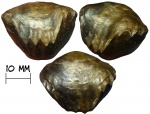 Брахиопода Tomestenoporhynchus rudkini (Ljaschenko, 1959)