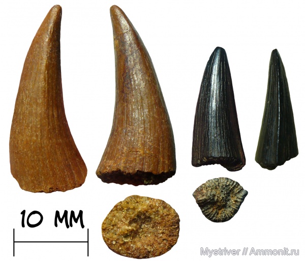 девон, рыбы, Holoptychius, Platycephalichthys