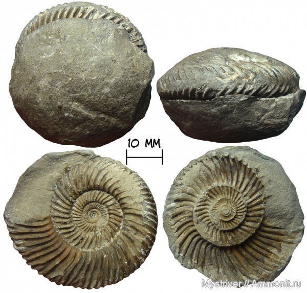 аммониты, юрский период, Parkinsonia, Ammonites, Parkinsoniidae, Jurassic