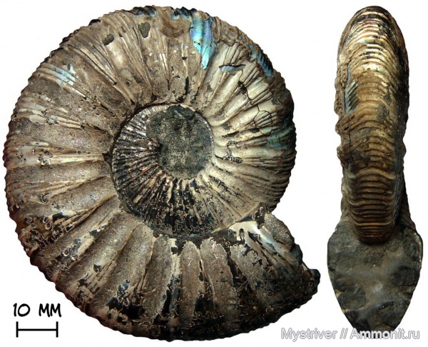 аммониты, Virgatites, юрский период, волжский ярус, Virgatites gerassimovi