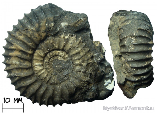 аммониты, юрский период, Pavlovia, волжский ярус, Pavlovia pavlovi аммониты, юрский период, Pavlovia, волжский ярус, Pavlovia pavlovi