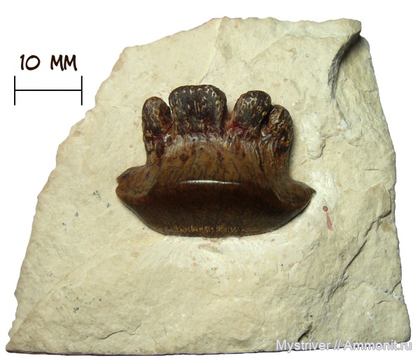 карбон, рыбы, зубы, каменноугольный период, Polyrhizodus, Polyrhizodus concavus