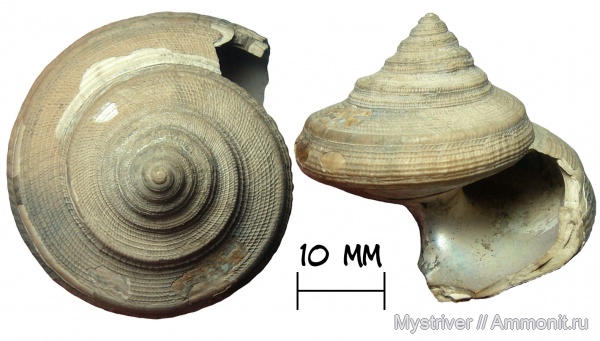 гастроподы, юрский период, Bathrotomaria, Bathrotomaria muensteri