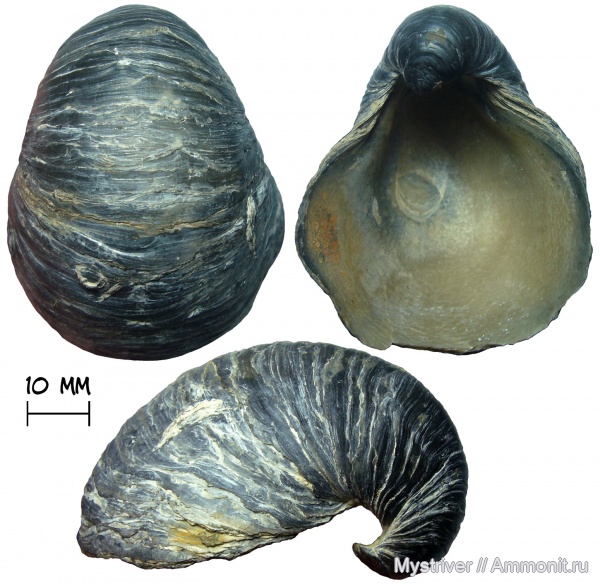 юрский период, двустворки, келловей, Gryphaea, Gryphaea dilatata, устрицы