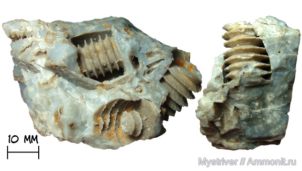 морские лилии, иглокожие, каменноугольный период, стебли