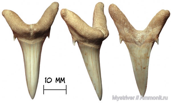 зубы, акулы, Казахстан, Synodontaspis