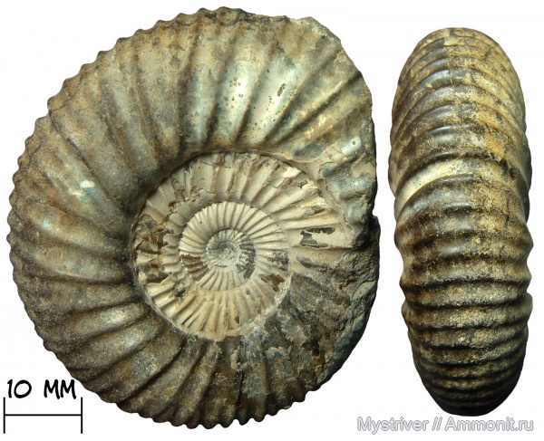 аммониты, юра, волжский ярус, Epivirgatites, Epivirgatites nikitini
