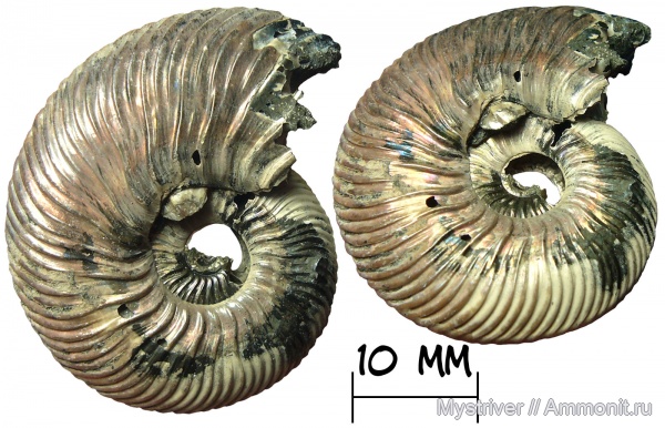 аммониты, юра, юрский период, келловей, Quenstedtoceras, Placunopsis, обрастание, обрастание аммонитов
