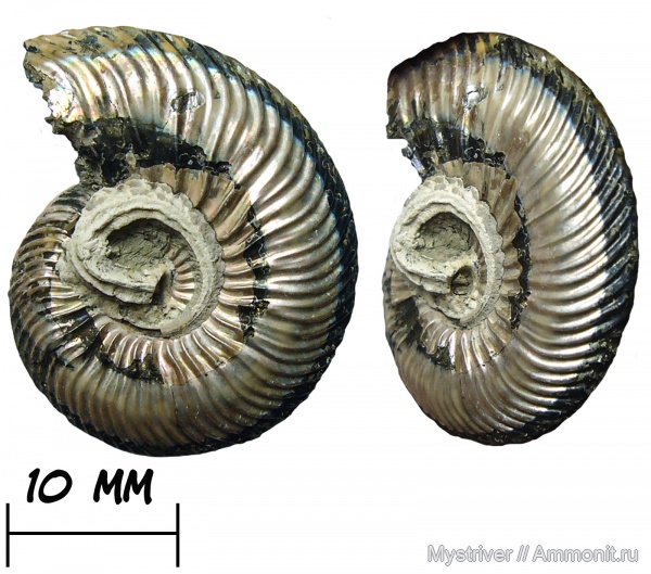 аммониты, юра, юрский период, серпулы, келловей, Quenstedtoceras, Serpulidae, обрастание, обрастание аммонитов