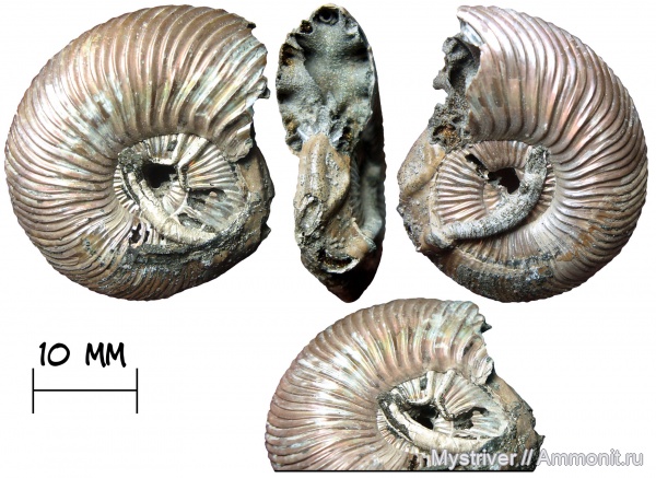 аммониты, юра, юрский период, серпулы, келловей, Quenstedtoceras, Serpulidae, обрастание, обрастание аммонитов