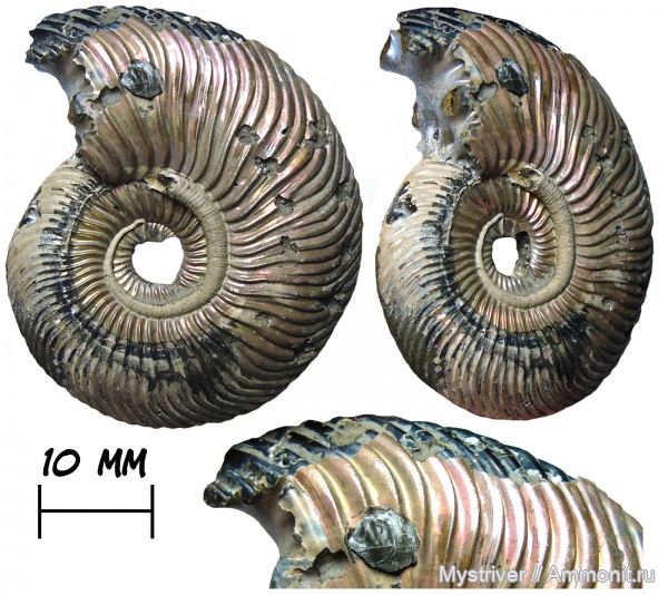 аммониты, юра, юрский период, серпулы, келловей, Quenstedtoceras, Serpulidae, Placunopsis, обрастание, обрастание аммонитов