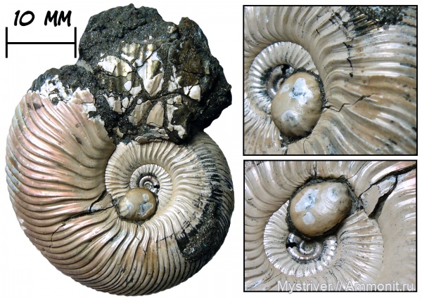 аммониты, юра, юрский период, келловей, Quenstedtoceras, Placunopsis, обрастание, обрастание аммонитов
