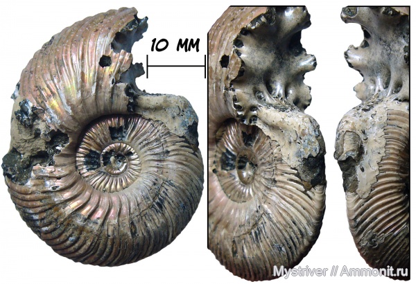 аммониты, юра, юрский период, серпулы, келловей, Quenstedtoceras, Serpulidae, обрастание, обрастание аммонитов
