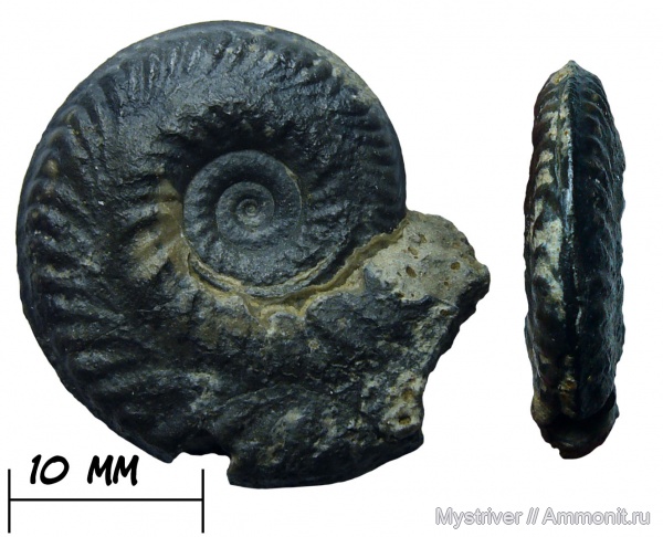 аммониты, Oecotraustes fuscus, Oecotraustes, батский век