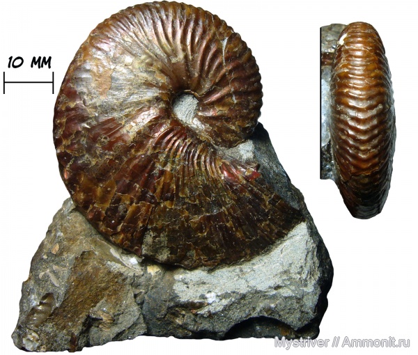 аммониты, гетероморфные аммониты, меловой период, Discoscaphites