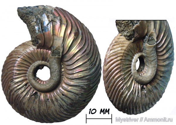 аммониты, юра, юрский период, серпулы, келловей, Quenstedtoceras, Serpulidae, обрастание, обрастание аммонитов