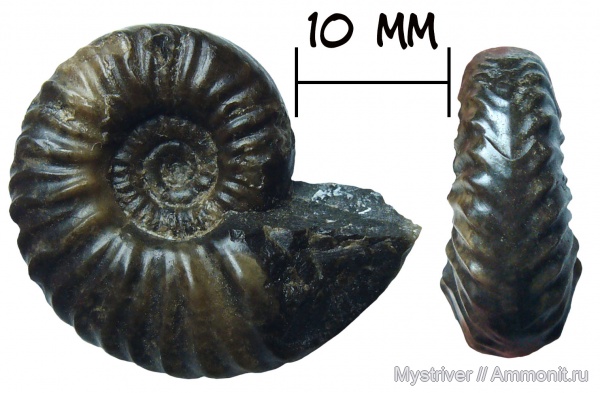 аммониты, триасовый период, Gymnotoceras rotelliformis, Gymnotoceras