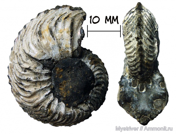 аммониты, юра, Cardioceras, оксфорд