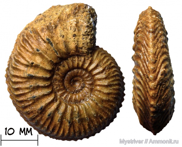 аммониты, юра, Франция, Cardioceras, оксфорд, Cardioceras ashtonense