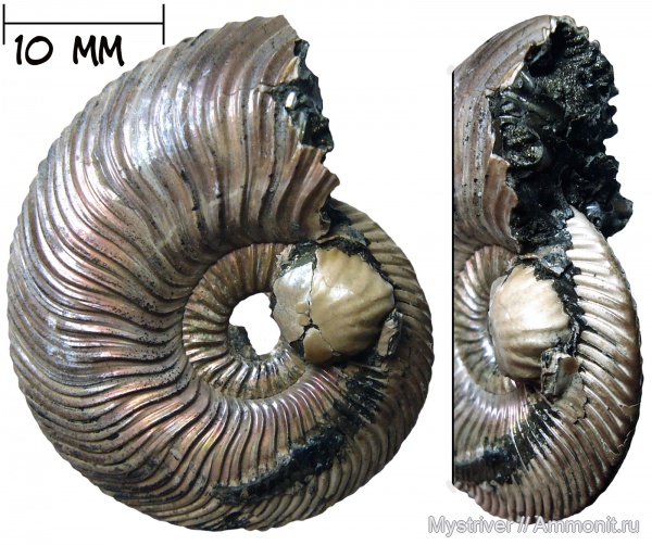 Окаменелости с обрастанием и травмами