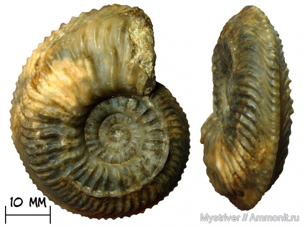 аммониты, юра, Франция, Cardioceras, оксфорд, Cardioceras costicardia