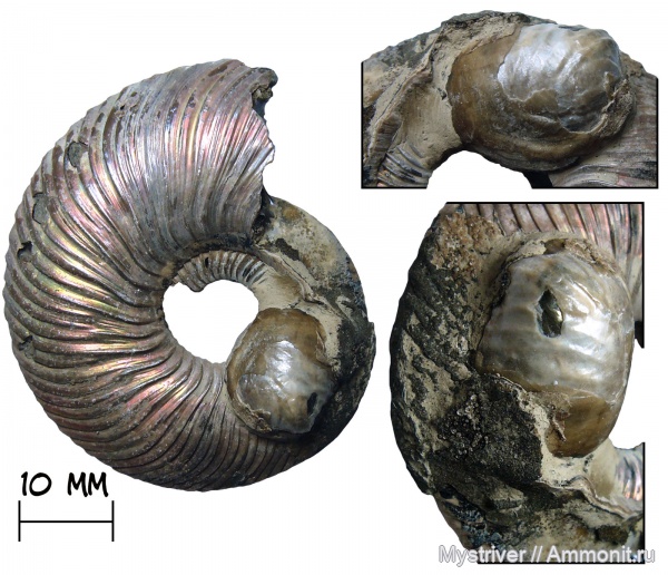 аммониты, юра, юрский период, келловей, Quenstedtoceras, Placunopsis, обрастание, обрастание аммонитов
