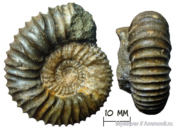аммониты, юра, Pavlovia, волжский ярус, Ammonites, Pavlovia raricostata