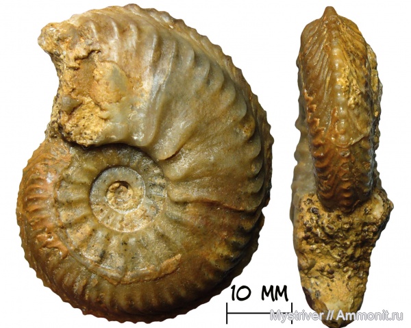 аммониты, юра, Франция, Cardioceras, оксфорд, Scoticardioceras, cardioceras persecans, scoticardioceras persecans