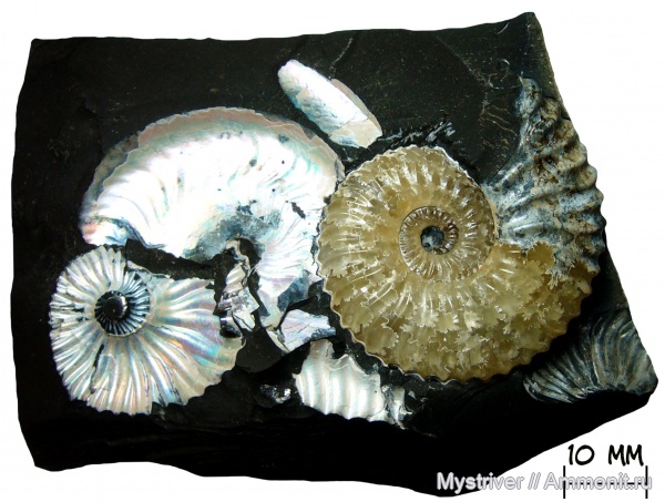 аммониты, меловой период, Deshayesites, апт